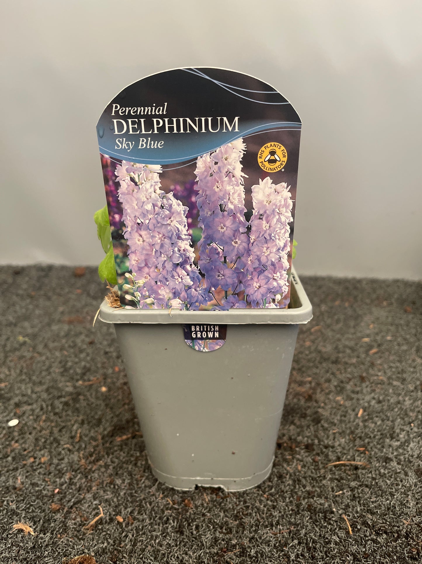Delphinium Magic Fountains Sky Blue