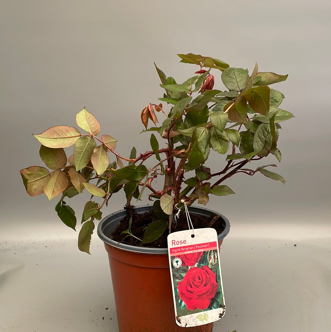 Rosa 'Ingrid Bergman'