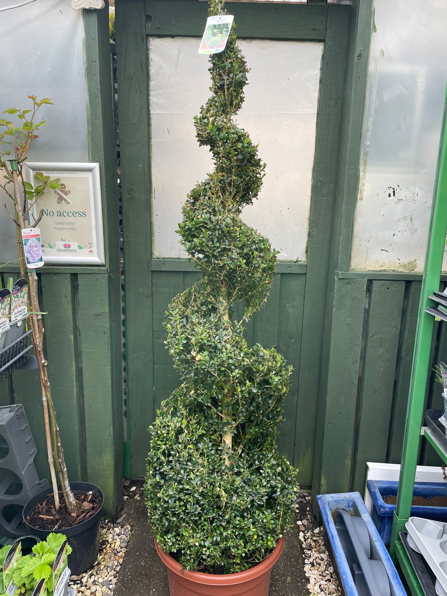 Buxus sempervirens spiral