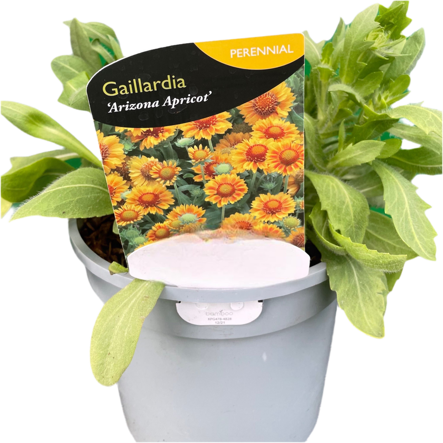 Gaillardia x grandiflora Arizona Apricot