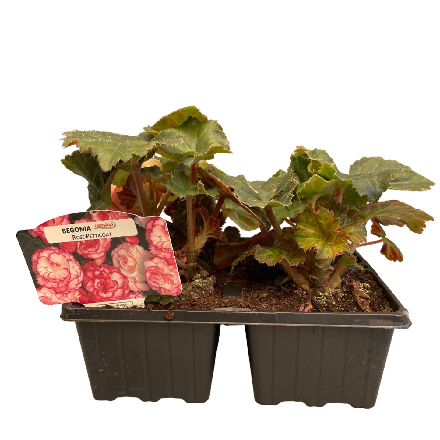 Non Stop Begonias