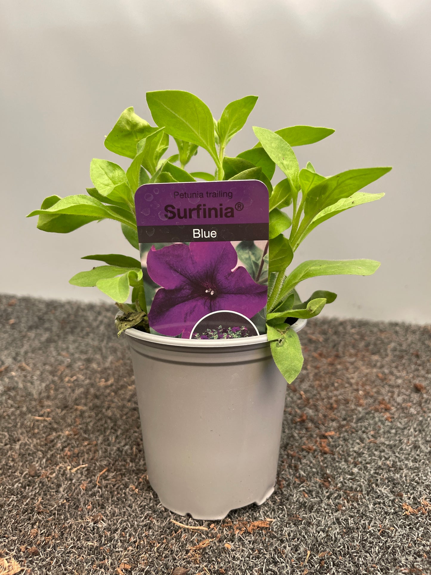 Petunia 'Sanguna' Dark Blue