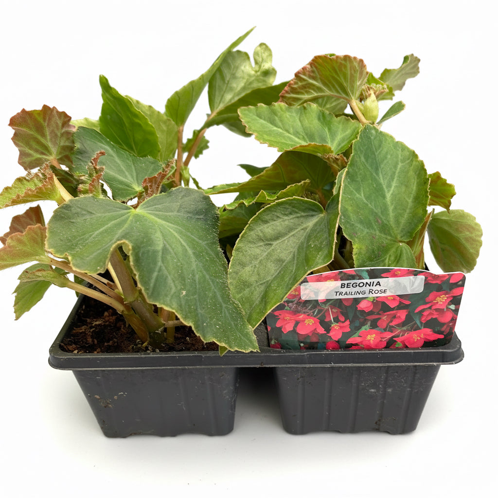 Begonias Illumination Trailing