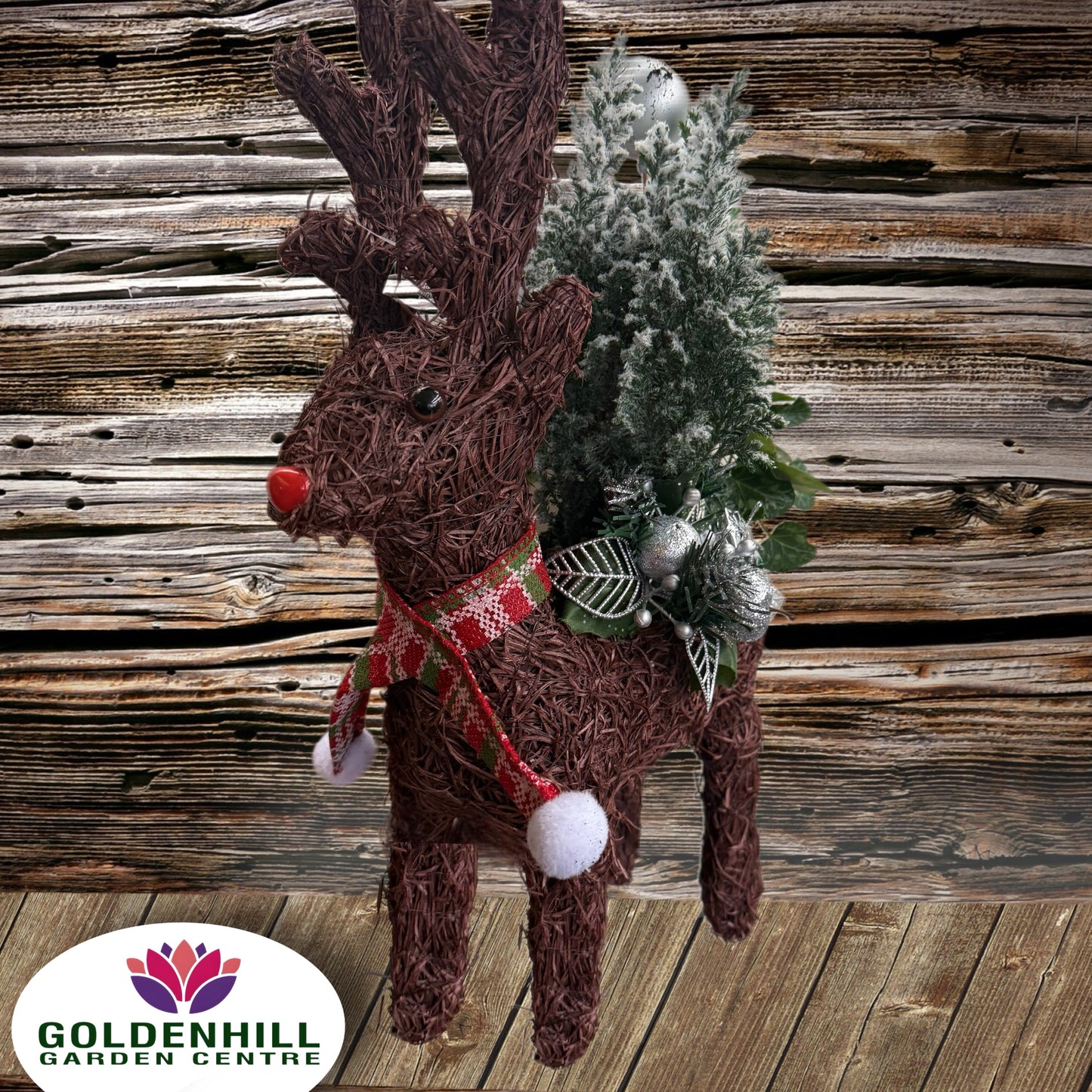 Christmas Planted Arrangements