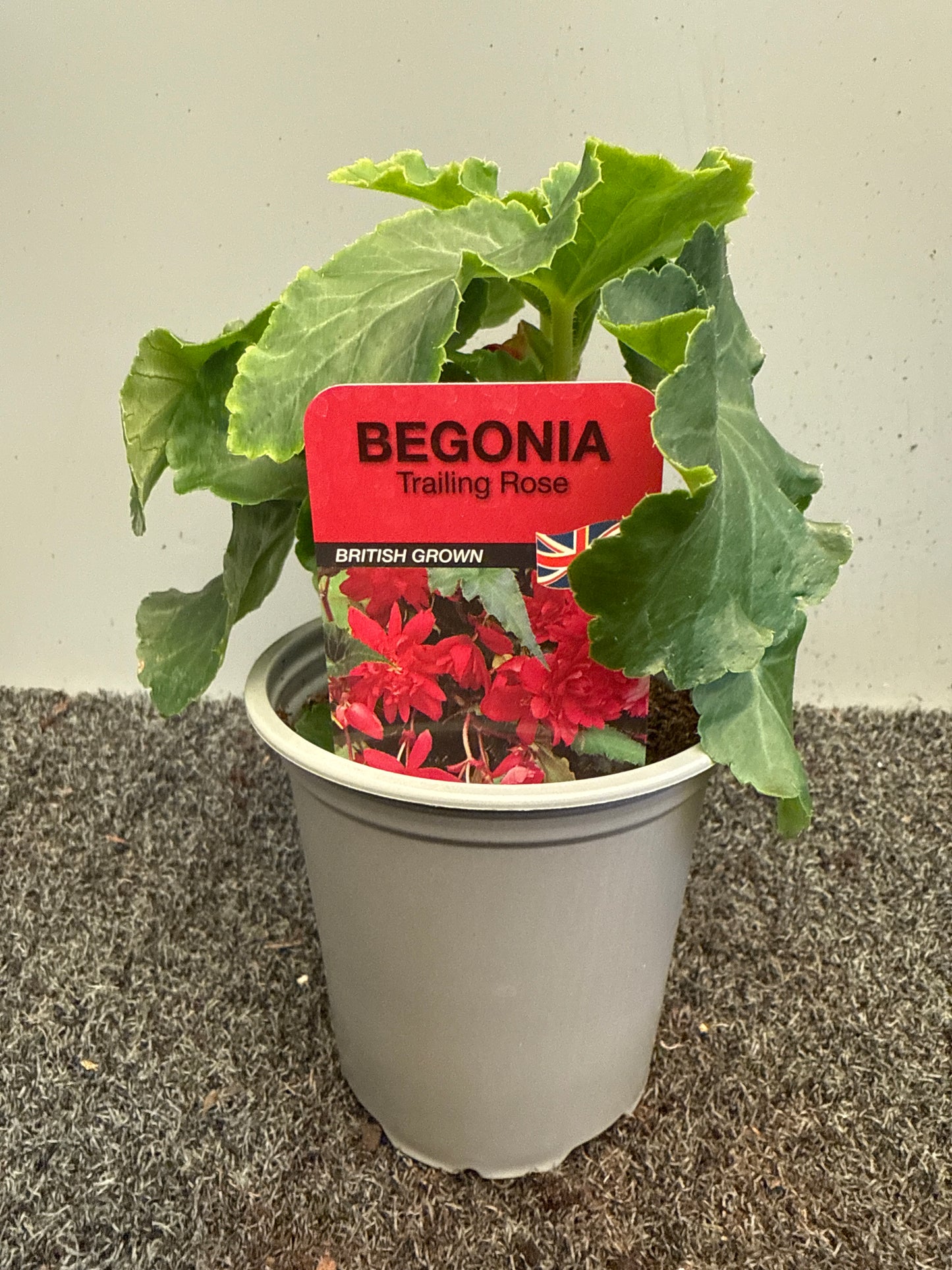 Trailing Begonia illumination Rose