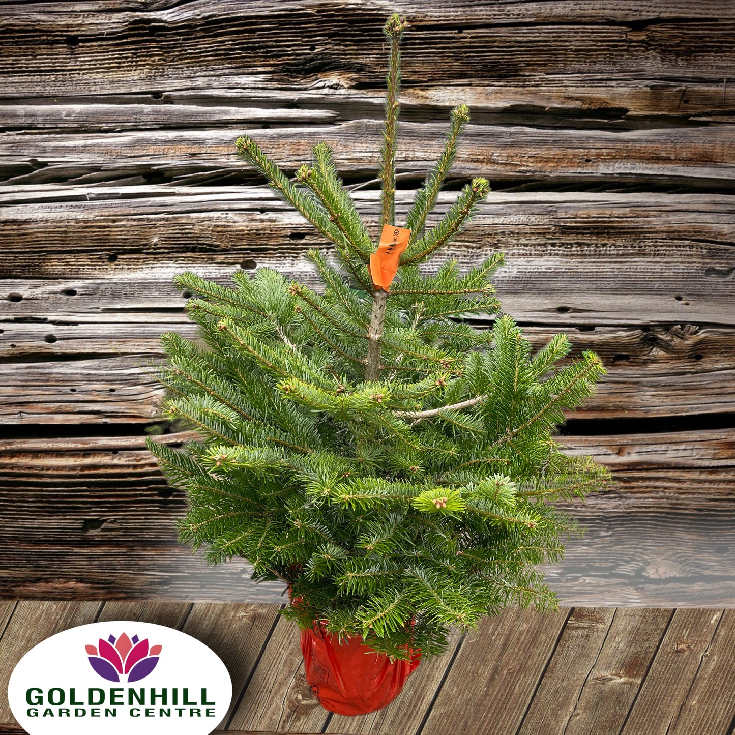 Fresh Potted Nordmann Fir Christmas trees