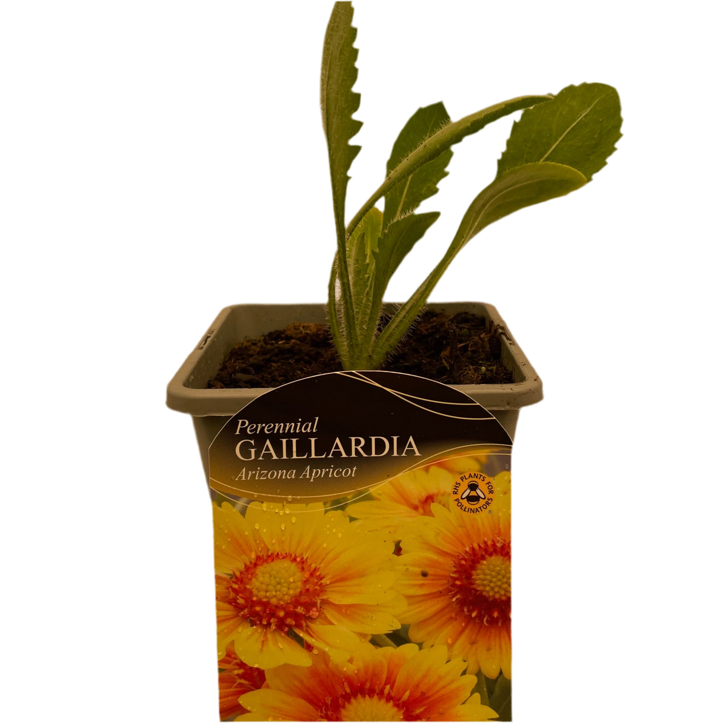 Gaillardia x grandiflora Arizona Apricot
