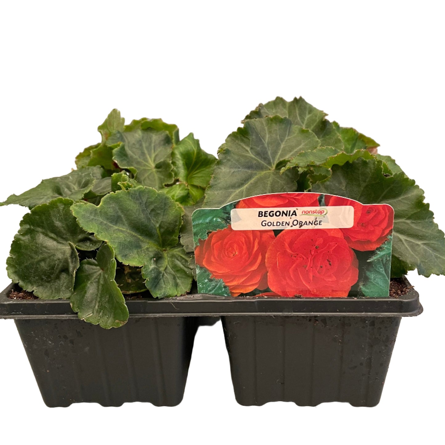 Non Stop Begonias