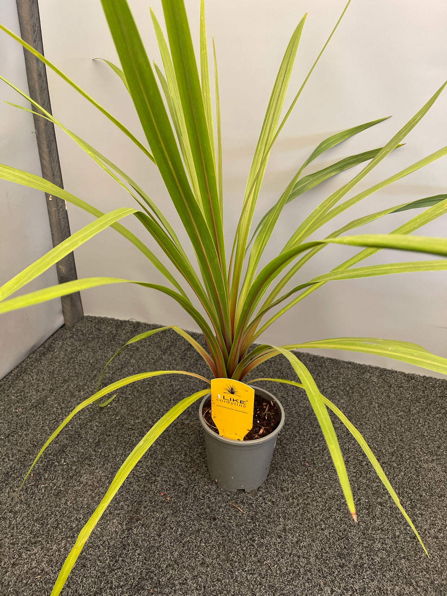 Cordyline Australis Green