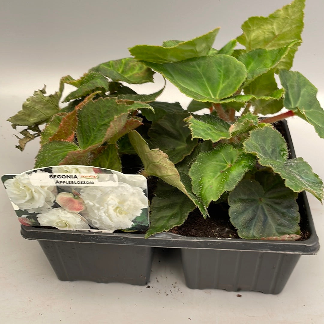 Non Stop Begonias