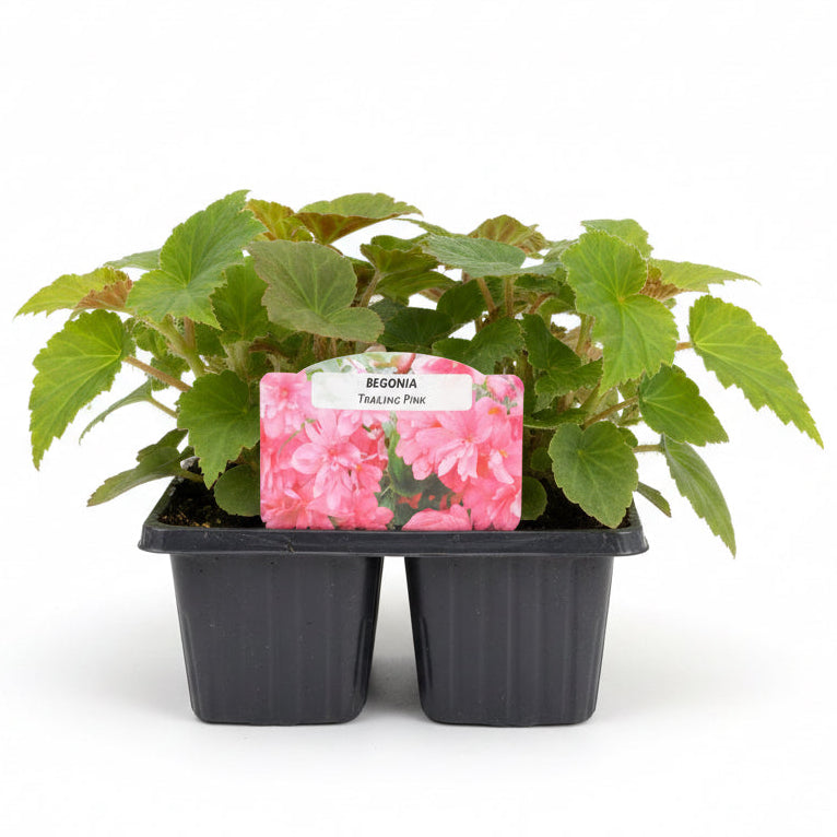 Begonias Illumination Trailing