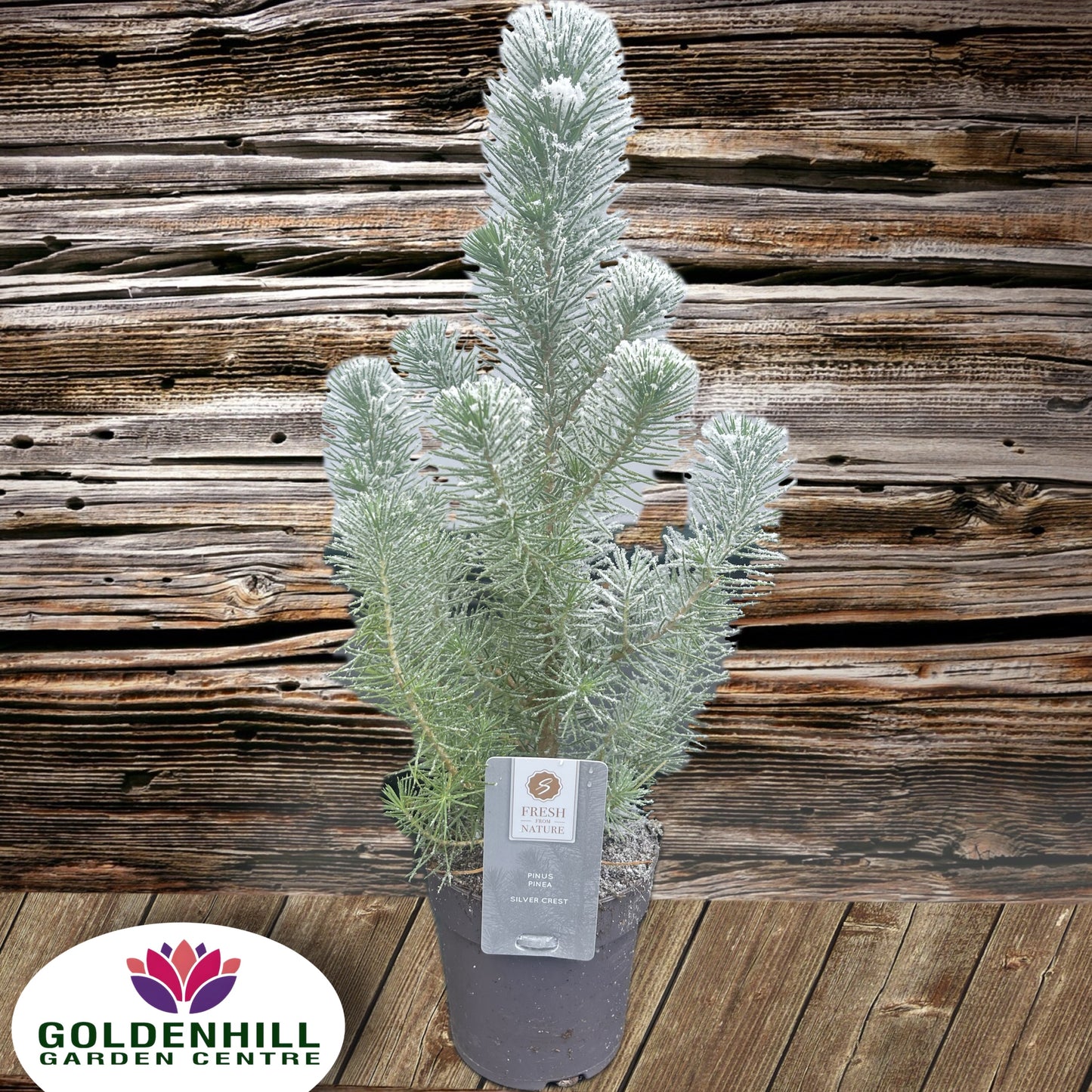 Pinus Pinea 'Silver Crest'