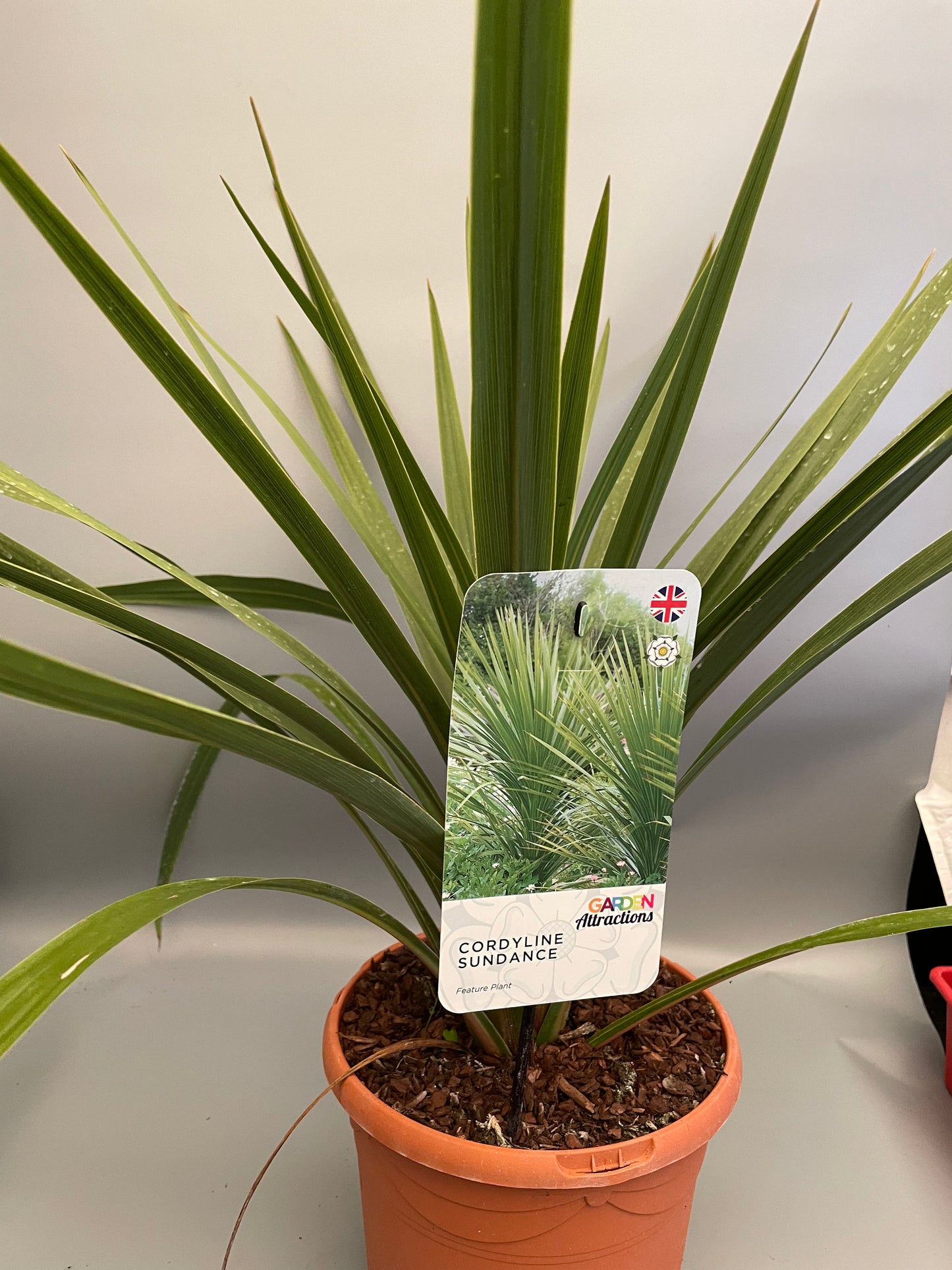 Cordyline Australis Green