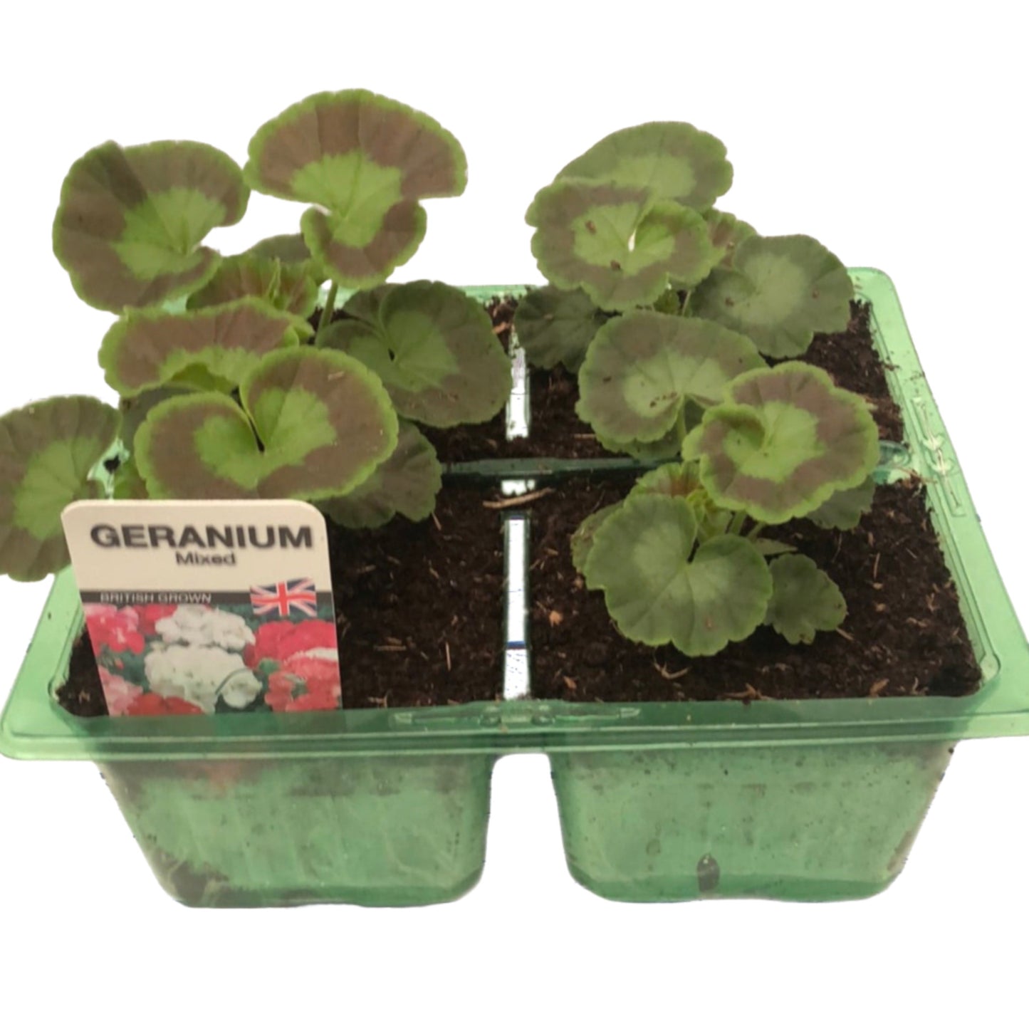 Bedding Geranium Mixed