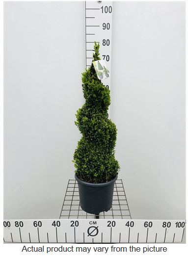 Buxus sempervirens spiral