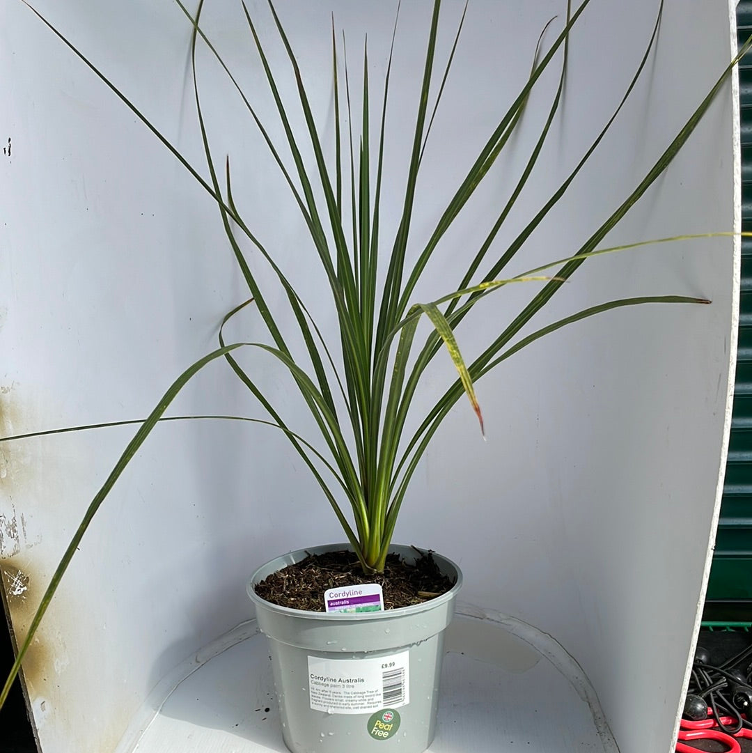 Cordyline Australis Green