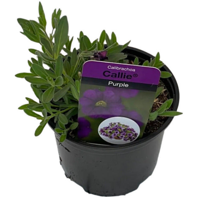 Calibrachoa Callie® Purple