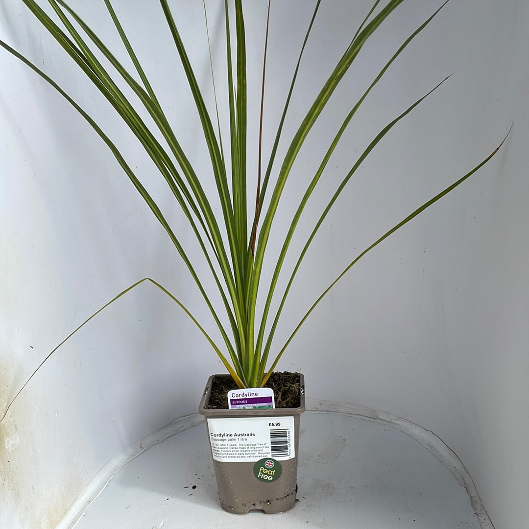 Cordyline Australis Green