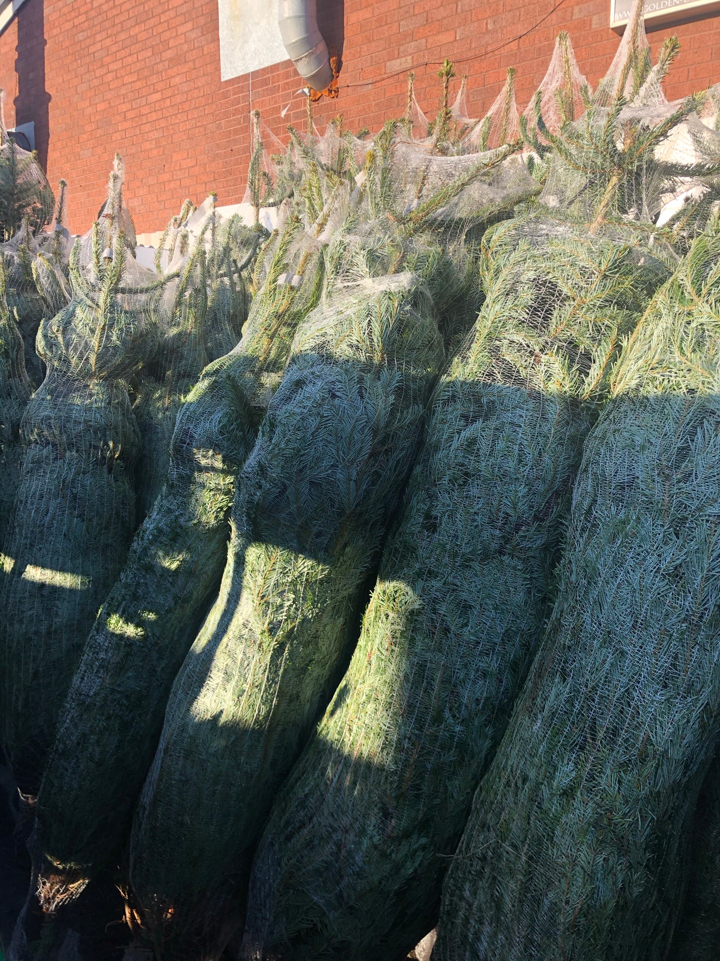 Fresh Cut Nordmann Fir Christmas Trees