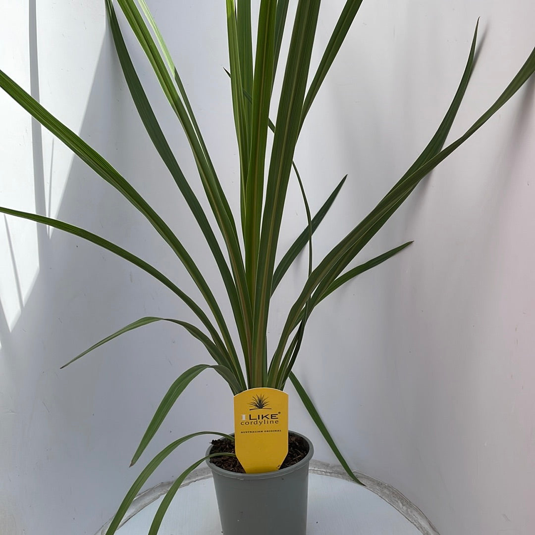 Cordyline Australis Green