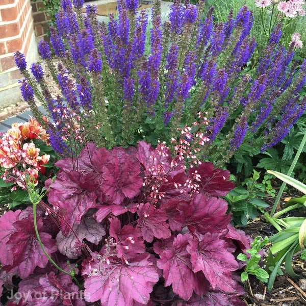 Perennials