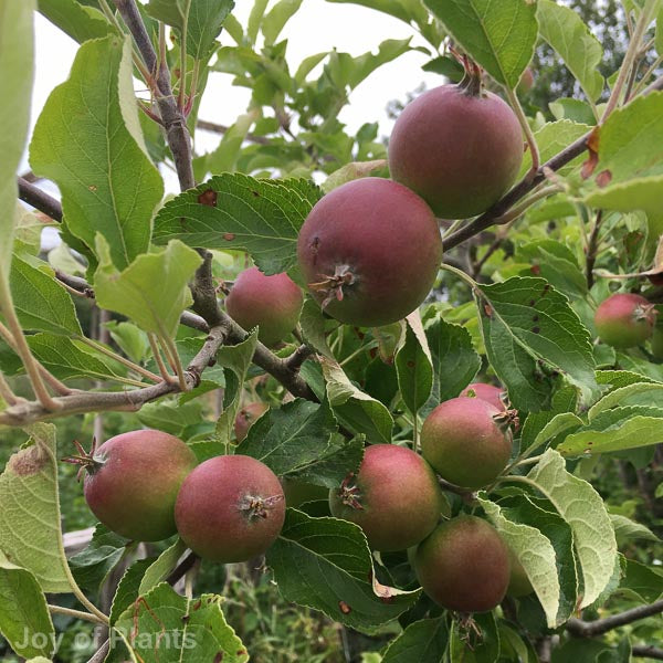 Fruit trees