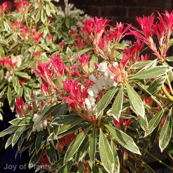 Shrubs
