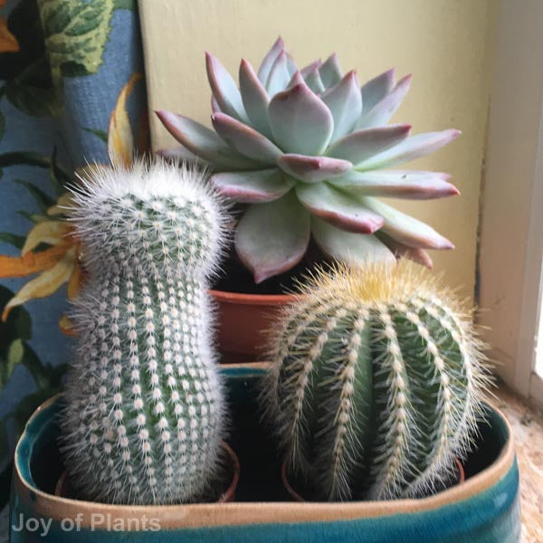 Cacti / Succulents