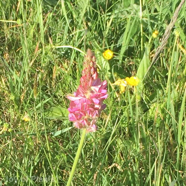 Wildflowers