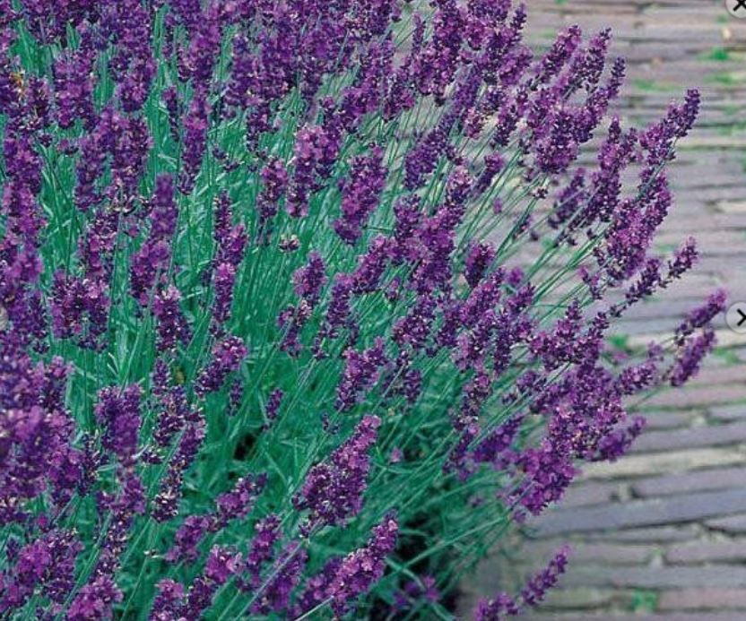 Lavender