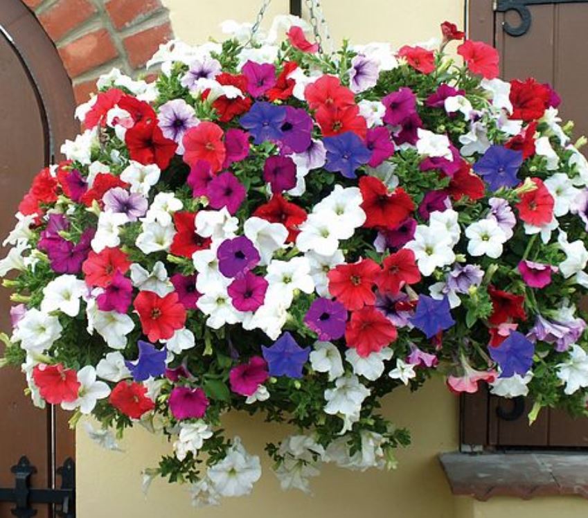 Hanging Baskets