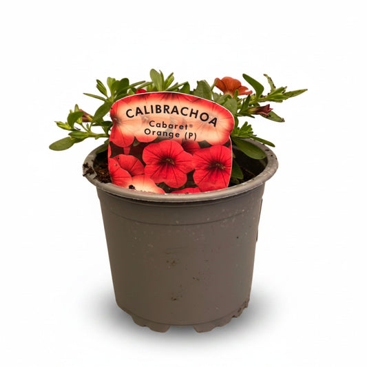 Calibrachoa ® (Million Bell) Cabaret Orange