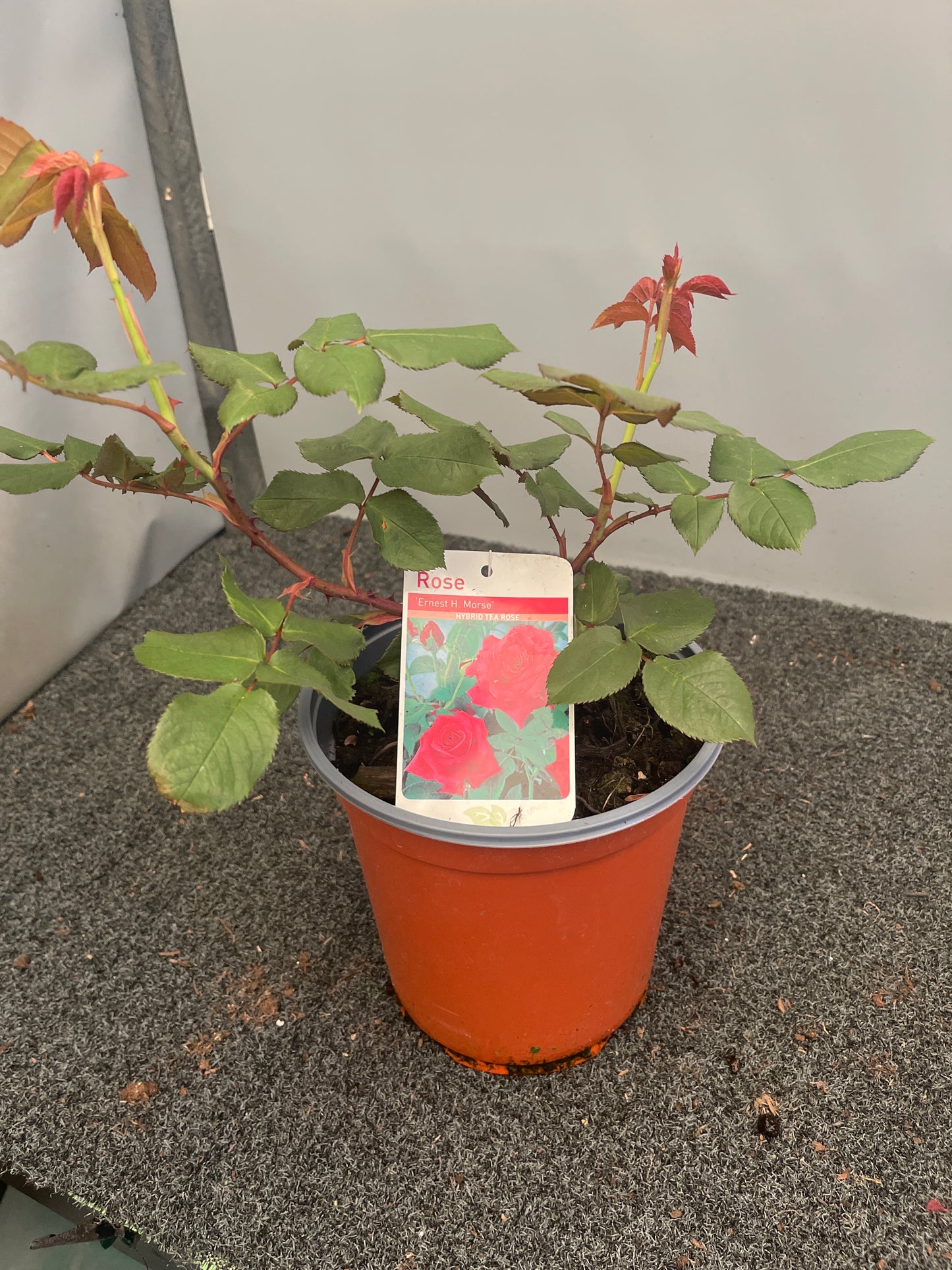 Rosa 'Ernest H. Morse'