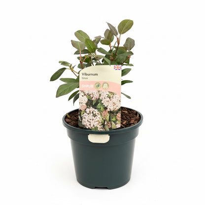 Viburnum tinus