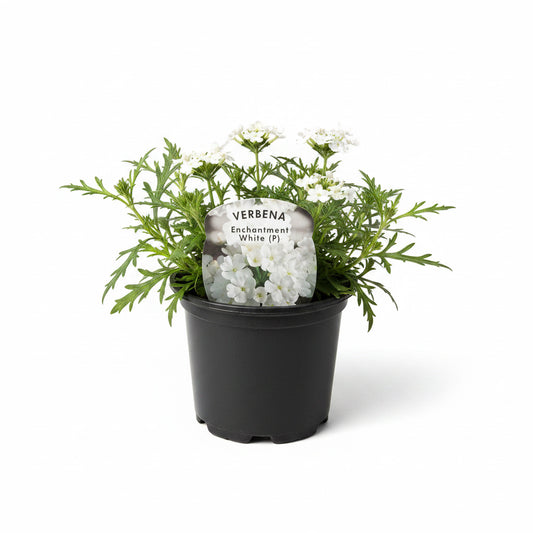 Trailing Verbena Enchantment White