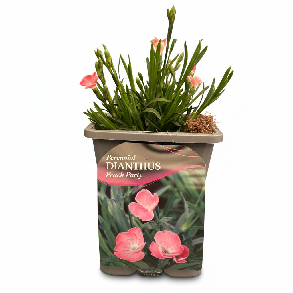 Dianthus Peach Party