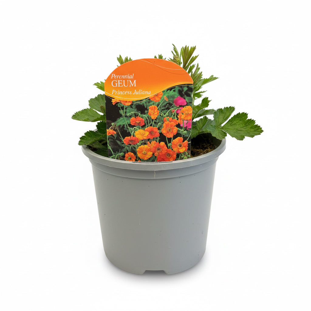 Geum Princess Julianna