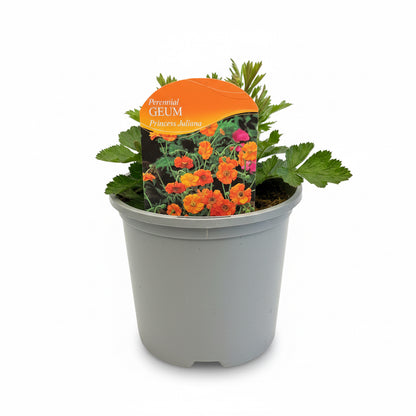 Geum Princess Julianna
