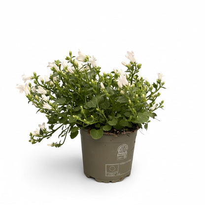 Campanula