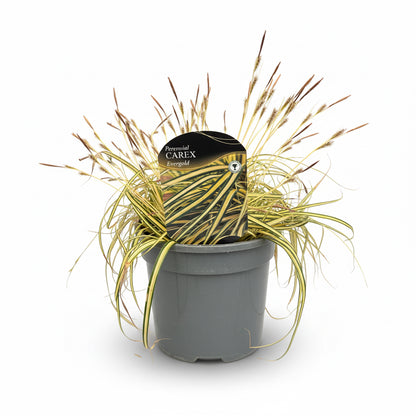 Carex Evergold