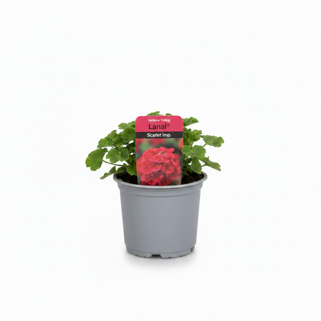 Trailing Verbena Lanai Scarlet imp