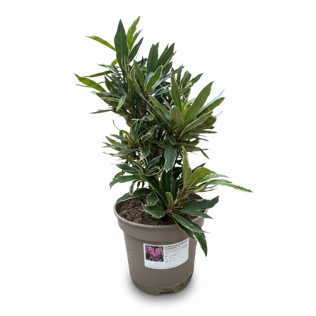 Rhododendron 'Ponticum Variegatum'