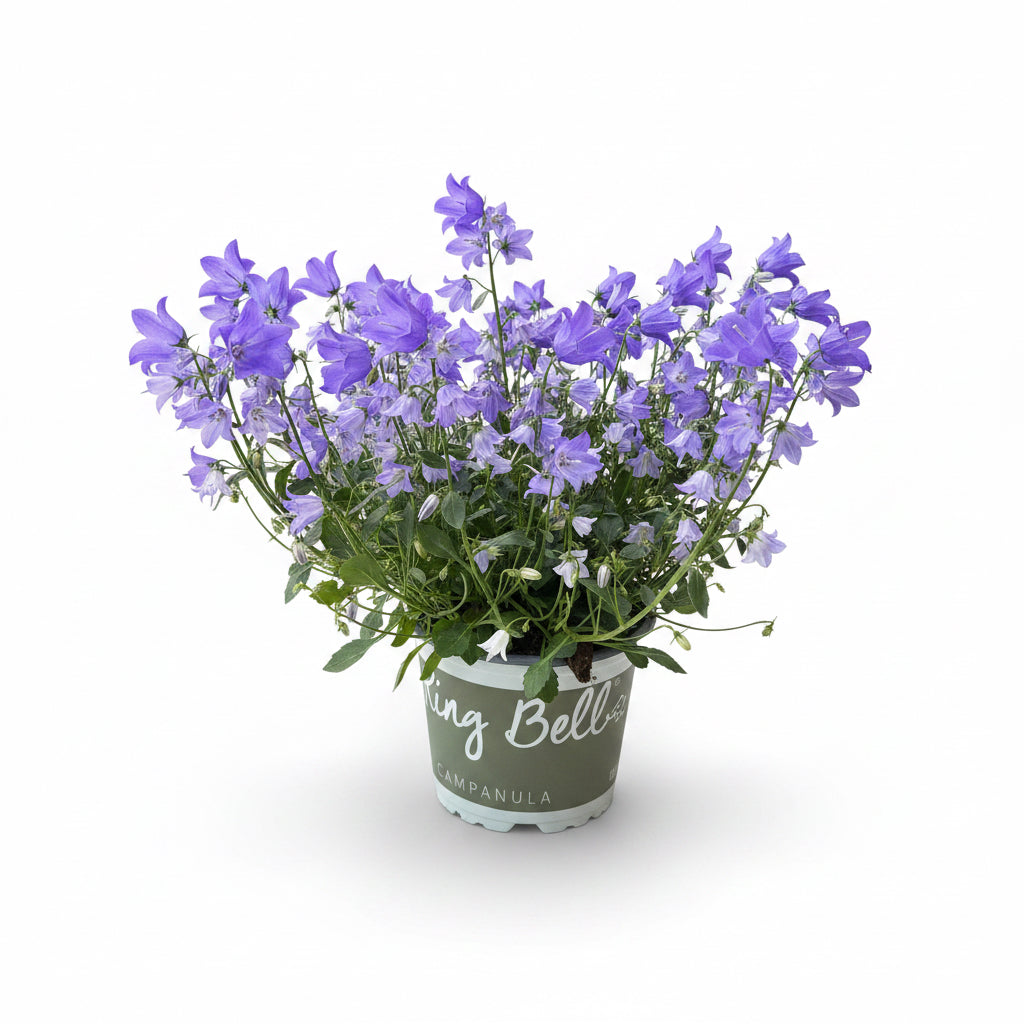Campanula Spring Bell