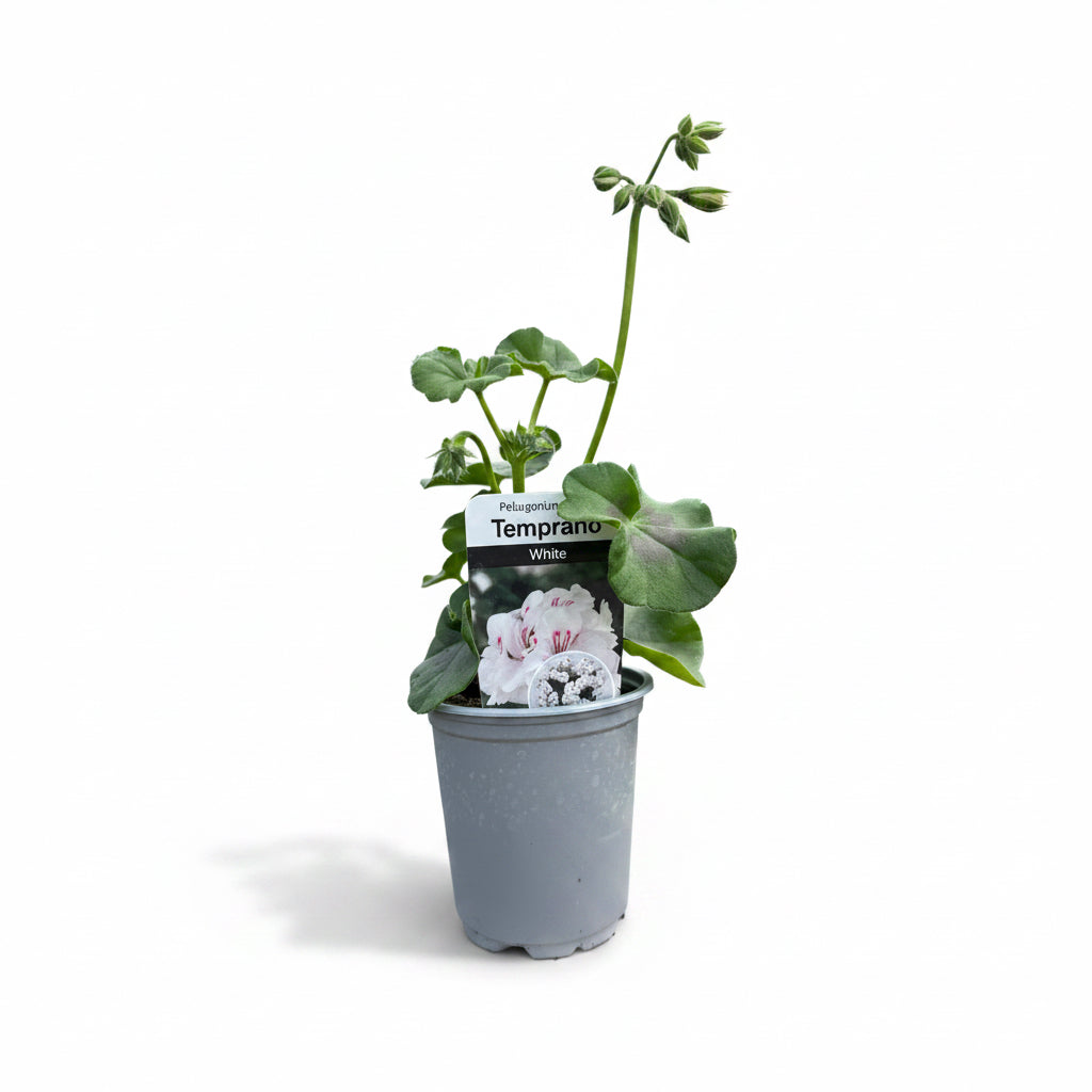 Geranium Trailing Temprano White