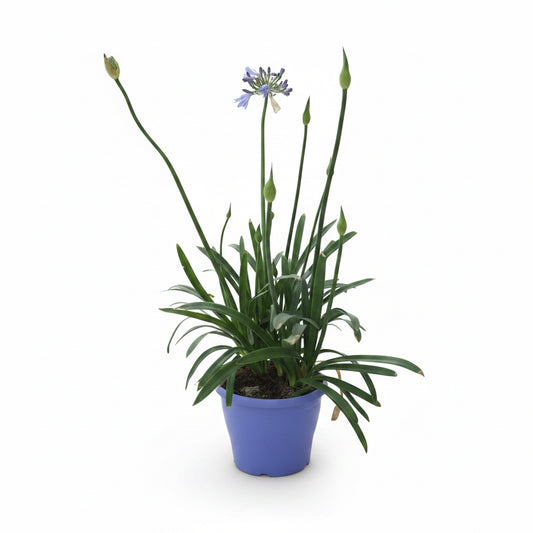 Agapanthus Blue