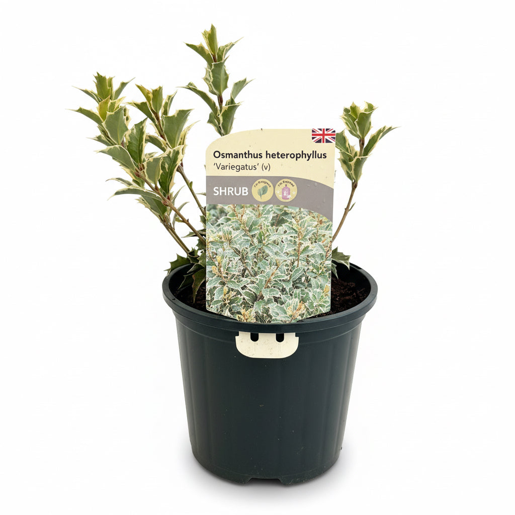 Osmanthus heterophyllus Variegatus