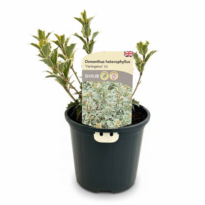 Osmanthus heterophyllus Variegatus