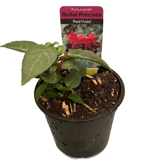 Fuchsia Bush Dollar Princess