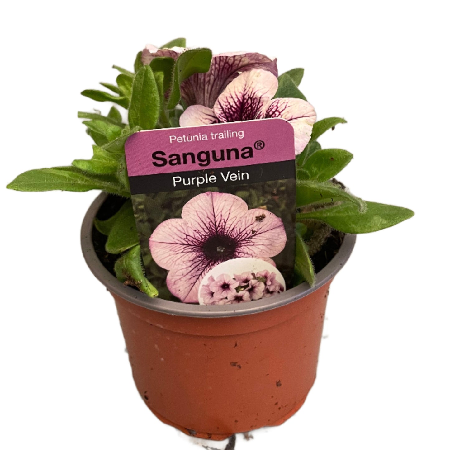 Petunia 'Sanguna' Purple Vein