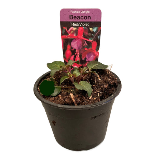 Fuchsia Bush Beacon